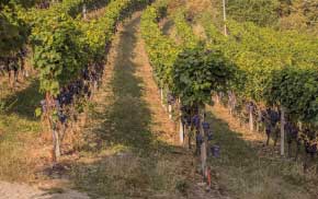 vigneti produttori pelaverga