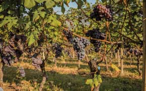 vigneti produttori pelaverga