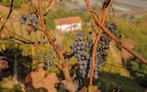 vigneti produttori pelaverga